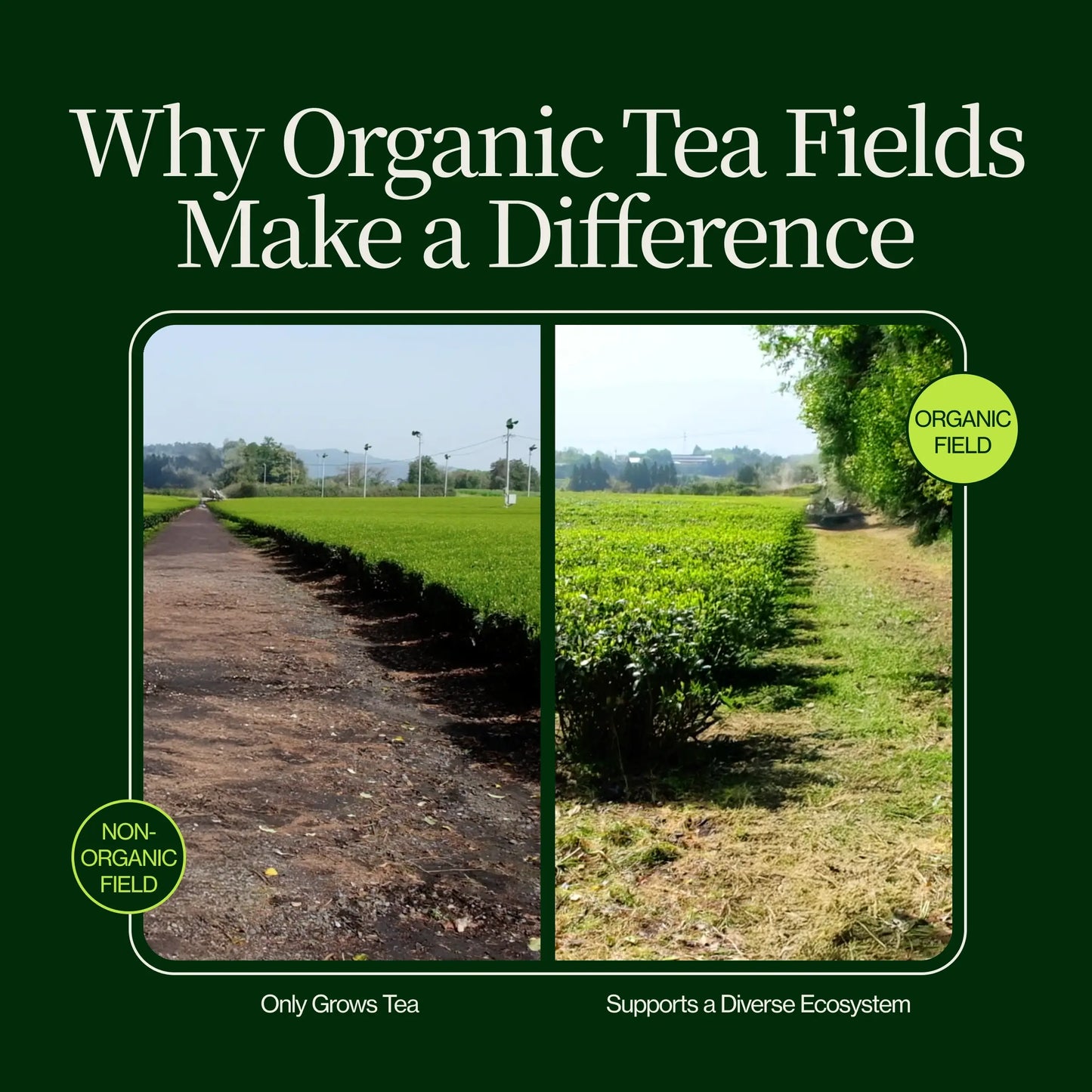 Roasted Hojicha Green Tea Noike