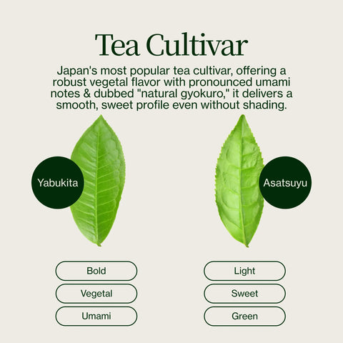 Sencha Shizuku med Matchapulver