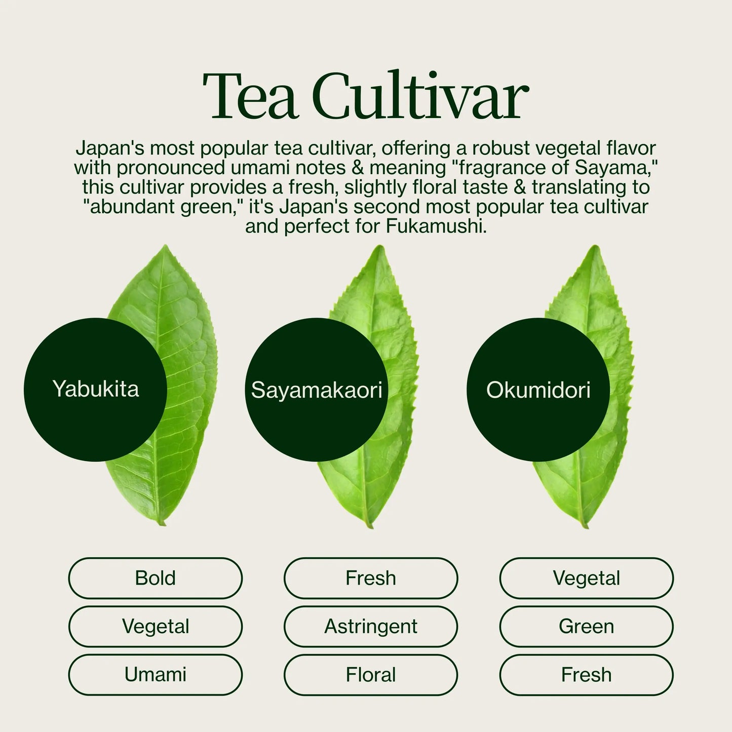 Masudaen Makinohara Green Tea