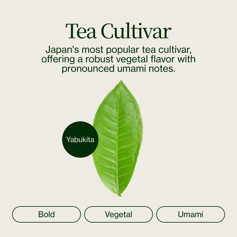 Golden Sencha Yabukita Kasugaen